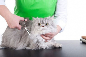 Як вирізати кішки ножиці? Як вирізати кішки ножиці?